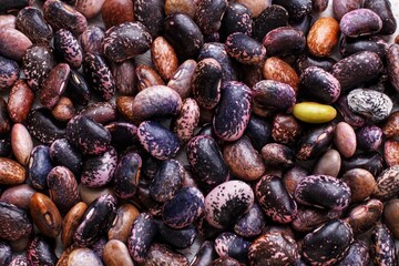 Bean