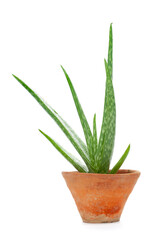 Close-up of organic green fresh aloe vera plant in old handmade vase isolated over white