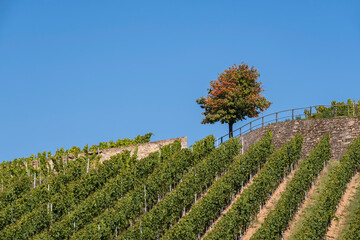 View up to a vineyard with a tree in the Rheingau / Germany in autumn 