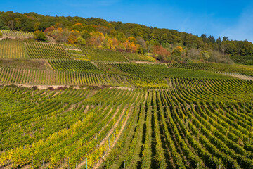 Fototapeta na wymiar View of the vineyards of Rüdeshem am Rhein / Germany in autumn 