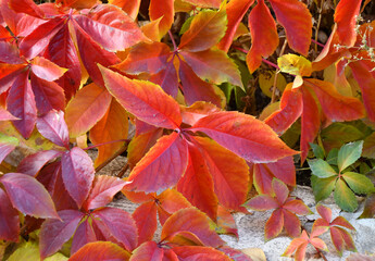 Multicolored leaves of wild or maiden grapes (Latin. Parthenocissus) in autumn