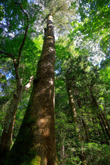 Fototapeta premium tree in the forest