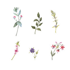 Fototapeta premium Paint set of watercolor flowers and leave on background. Paint watercolor texture. Botanical art. Use for design invitations, birthdays, weddings