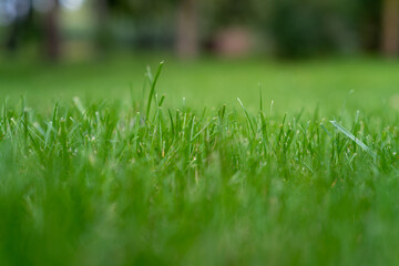 piękna zielona trawa, skoszony trawnik o poranku. - obrazy, fototapety, plakaty