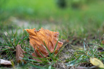 jesienny pomarszczony brązowy liść leżący na trawniku - obrazy, fototapety, plakaty