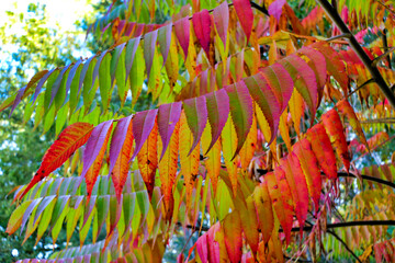 Staghorn Sumac Tree in Autumn.