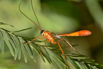 Ichneumon wasp (Enicospilus) on a leaf, ventral view. Common parasitoid that lays eggs on host insects and their larvae feed on the host.