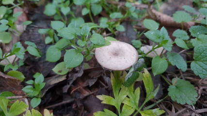 flower nature green color fioral background