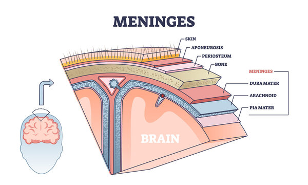 Meninges as central brain part structure or under skin layers outline diagram. Labeled educational and anatomical parts location scheme with healthy medical skull elements example vector illustration.