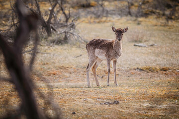 Female Fallow deer standing on a patch of grass looking directly at the camera. 