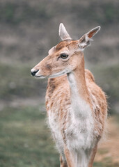 Close up of a female Fallow deer
