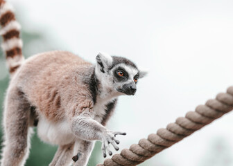 Ring Lemur walking on a rope