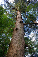 Fototapeta premium trunk of a tree