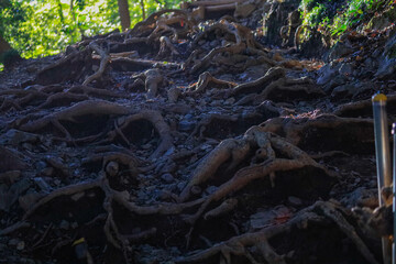 roots of a tree