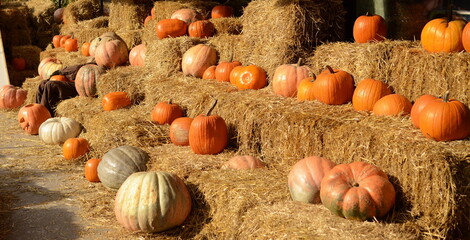 Bright beautiful pumpkins on haystacks. Autumn. Halloween. Village fair, photo zone. Harvest season.