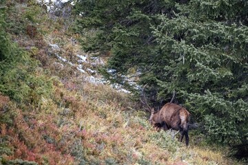 red deer grazing on the mountains at a autumn evening