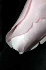 Close up beautiful flower and petals for background