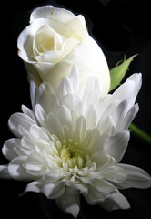 Close up beautiful flower and petals for background