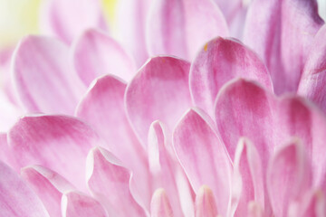 Close up beautiful flower and petals for background
