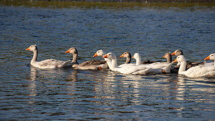 Farm life. A flock of white and gray geese swims in a blue pond