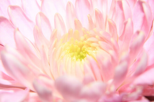 Close up beautiful flower and petals for background