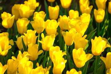 Obraz premium Blooming Tulips. Spring floral background. Field of bright beautiful tulips close-up. Yellow tulips at a flower festival in Holland. long banner