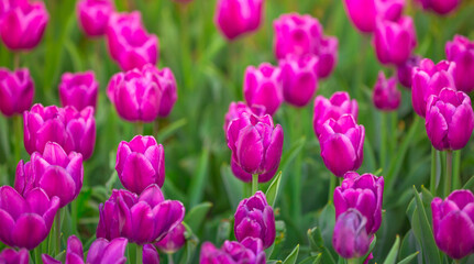 Obraz premium Blooming Tulips. Spring floral background. Field of bright beautiful tulips close-up. Pink and purple tulips at a flower festival in Holland. long banner