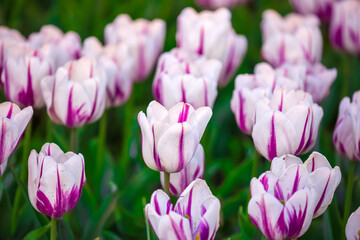 Obraz premium Blooming Tulips. Spring floral background. Field of bright beautiful tulips close-up. Pink and purple tulips at a flower festival in Holland. long banner