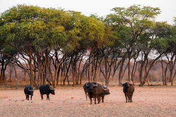 Naklejka na ściany i meble Wild african buffalo herd standing under the trees. Waterberg plateau, Namibia.
