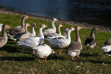 Group of white fronted geese resting and feeding in coastal golf course grassland