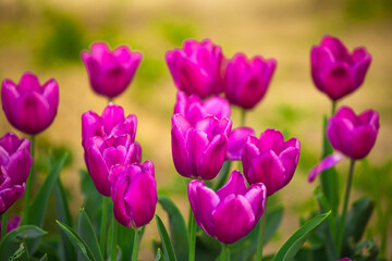Blooming Tulips. Spring floral background. Field of bright beautiful tulips close-up. Pink and purple tulips at a flower festival in Holland. long banner