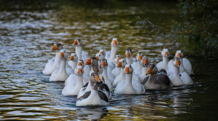 Domestic geese swim in the water. A flock of white beautiful geese in the river