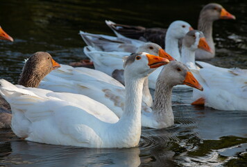 Domestic geese swim in the water. A flock of white beautiful geese in the river