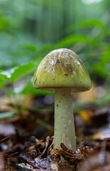 Poisonous mushroom pale toadstool in the grass, close-up shot on a clear sunny day. Can be used as a background or wallpaper