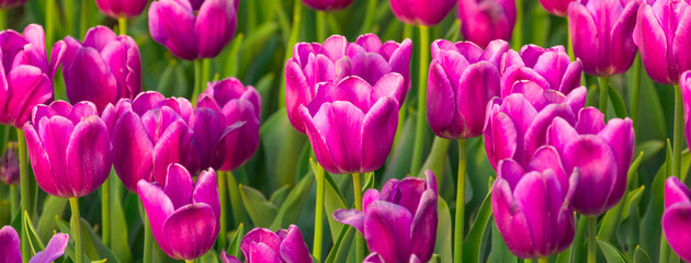 Fototapeta premium Blooming Tulips. Spring floral background. Field of bright beautiful tulips close-up. Pink and purple tulips at a flower festival in Holland. long banner