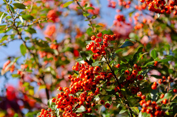 Fototapeta premium Vibrant ripe orange red rowan berries on a rowan tree branches bottom up view, rowan berries in summer autumn garden