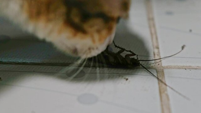 Cockroach lying overturn and cat poking on the floor