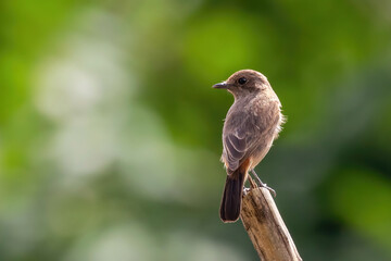 Fototapeta premium Image of Asian Brown Flycatcher (Muscicapa dauurica) on branch on nature background. Bird. Animals.