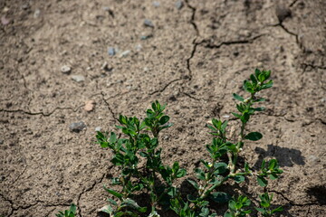 Cracked Earth and green grass. Dried Ground Texture