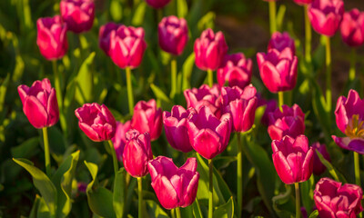 Fototapeta premium Blooming Tulips. Spring floral background. Field of bright beautiful tulips close-up. Pink and purple tulips at a flower festival in Holland. long banner