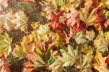 Colorful autumn season maple leaves on the green grass in the park. Autumn background.