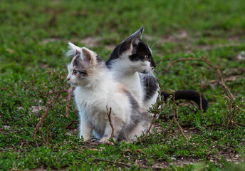 Little kitten. Baby Cat playing on open air. Funny Pet living on the farm outdoor. Cute pet jolly lifestyle summer