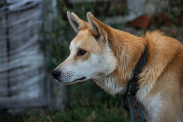 Naklejka na ściany i meble Red dog on the street. Mixed breed dog on a farm in the village