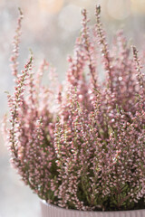 pink heather in a pink flower pot
