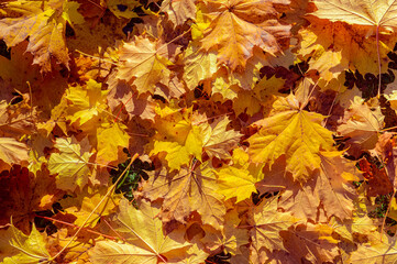 Naklejka na ściany i meble Yellow and orange autumn leaves background. Outdoor.Colorful backround image of fallen autumn leaves. Autumn time on a sunny day.