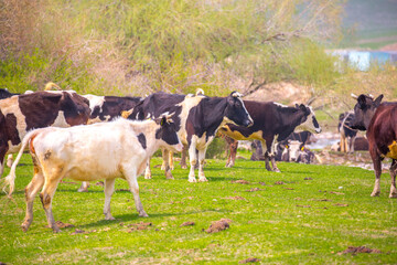 Cows graze on a pasture on a green meadow eat fresh grass, the concept of livestock and environmentally friendly food