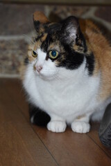gato de tres colores