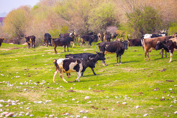Cows graze on a pasture on a green meadow eat fresh grass, the concept of livestock and environmentally friendly food