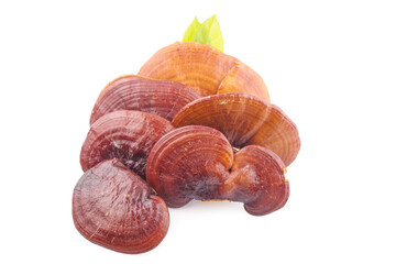 Lingzhi isolated on white background