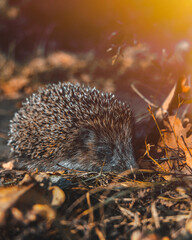 A little hedgehog walks with autumn leaves. In search of food on an evening walk between houses and city streets. © Denis Chubchenko